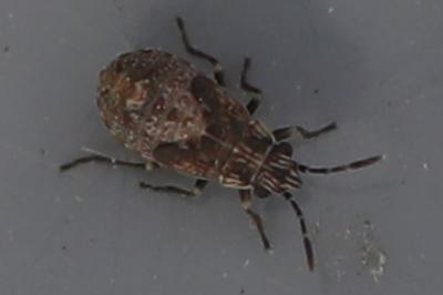 <i>Nysius</i>