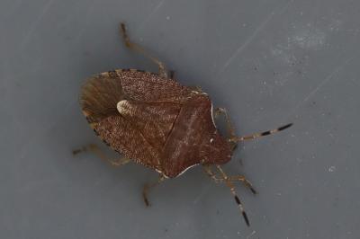 <i>Peribalus strictus</i>
