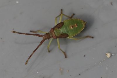 <i>Gonocerus acuteangulatus</i>