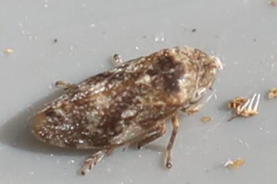 <i>Philaenus spumarius</i>