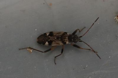 <i>Beosus maritimus</i>