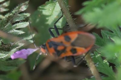 <i>Corizus hyoscyami</i>