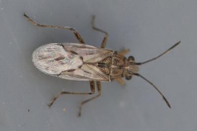 <i>Nysius</i>