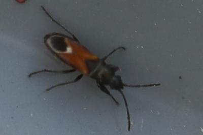 <i>Pterotmetus staphyliniformis</i>