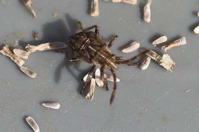 <i>Stictopleurus</i>