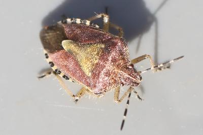 <i>Dolycoris baccarum</i>