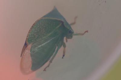<i>Stictocephala alta</i>