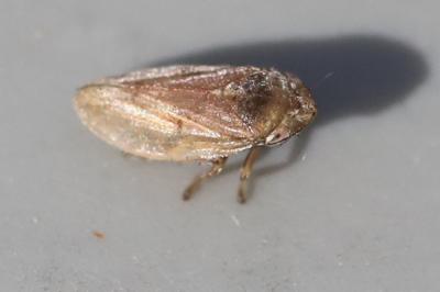 <i>Philaenus spumarius</i>