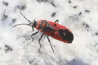 <i>Melanocoryphus albomaculatus</i>