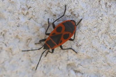 <i>Pyrrhocoris apterus</i>