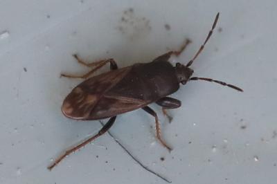 <i>Megalonotus emarginatus</i>