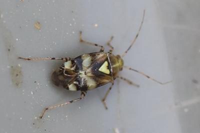 <i>Liocoris tripustulatus</i>