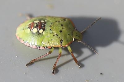 <i>Nezara viridula</i>