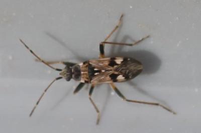 <i>Beosus maritimus</i>