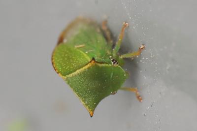 <i>Stictocephala alta</i>