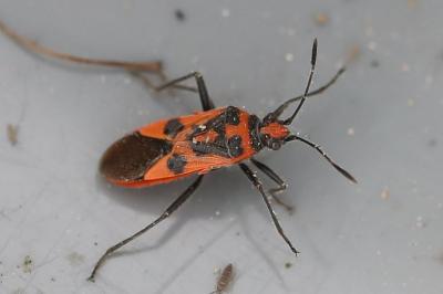 <i>Corizus hyoscyami</i>