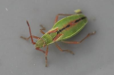 <i>Myrmus miriformis</i>