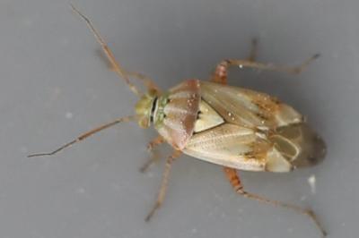 <i>Lygus pratensis</i>