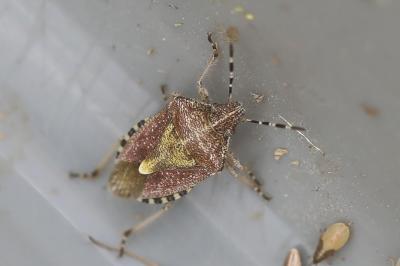 <i>Dolycoris baccarum</i>