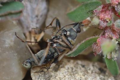 <i>Beosus maritimus</i>