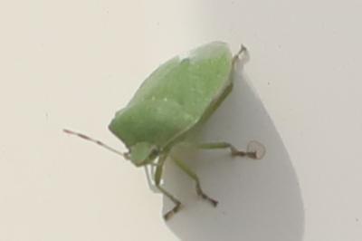 <i>Nezara viridula</i>