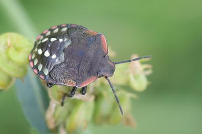 <i>Nezara viridula</i>