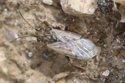 <i>Nysius</i>