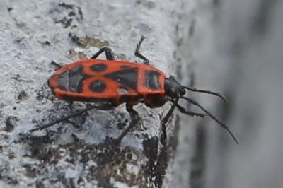 <i>Pyrrhocoris apterus</i>