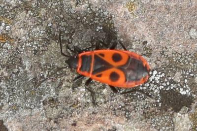 <i>Pyrrhocoris apterus</i>