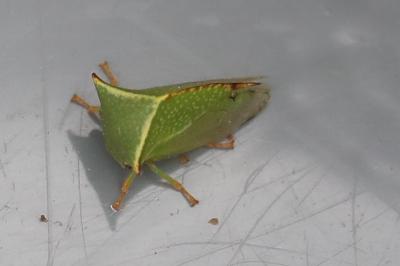 <i>Stictocephala alta</i>