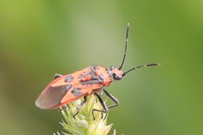 <i>Corizus hyoscyami</i>