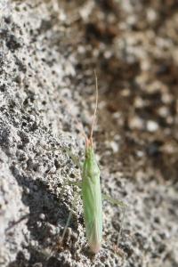 <i>Trigonotylus</i>