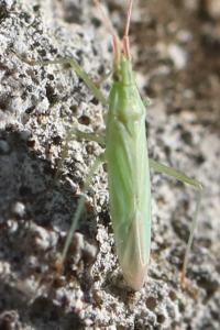 <i>Trigonotylus</i>