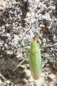 <i>Trigonotylus</i>