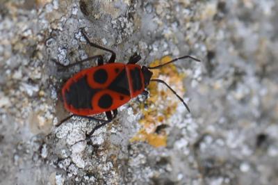 <i>Pyrrhocoris apterus</i>