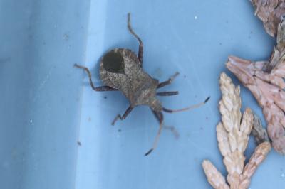 <i>Coreus marginatus</i>