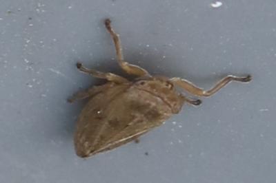 <i>Philaenus spumarius</i>