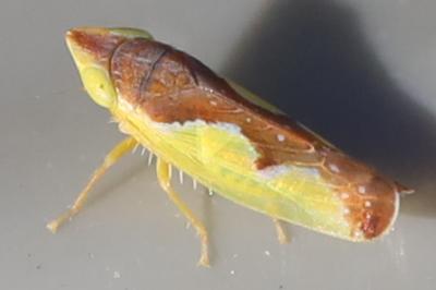 <i>Platymetopius</i>
