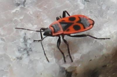 <i>Pyrrhocoris apterus</i>