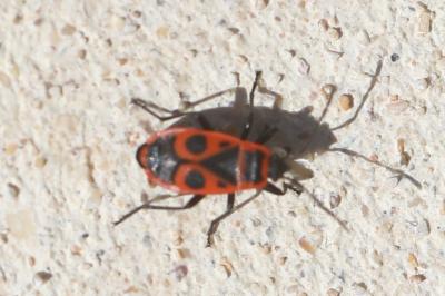 <i>Pyrrhocoris apterus</i>