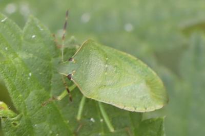 <i>Nezara viridula</i>