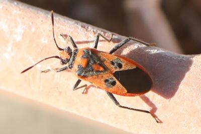 <i>Corizus hyoscyami</i>