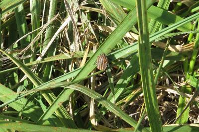 <i>Graphosoma italicum</i>