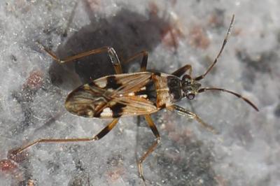 <i>Beosus maritimus</i>