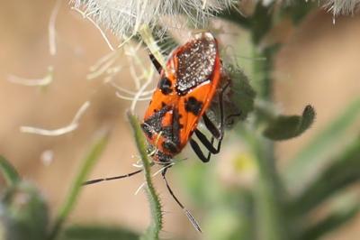 <i>Corizus hyoscyami</i>