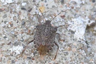 <i>Rhaphigaster nebulosa</i>