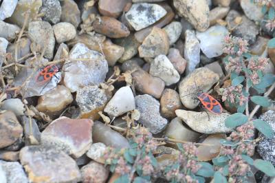 <i>Pyrrhocoris apterus</i>
