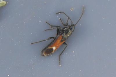 <i>Pterotmetus staphyliniformis</i>