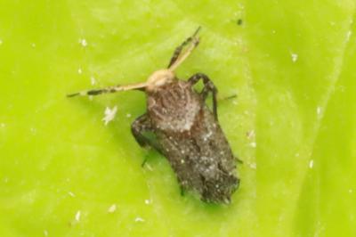 <i>Asiraca clavicornis</i>