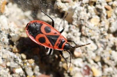<i>Pyrrhocoris apterus</i>